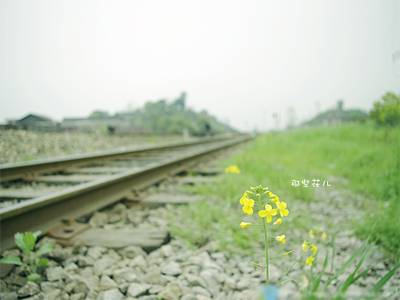 杨澜给80后女生的十四条忠告