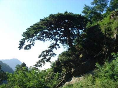 松树的风格